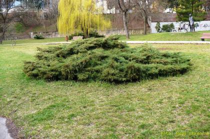 Juniperus virginiana